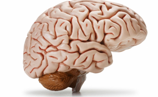 Beyincik Sarkması Belirtileri ve Tedavisi